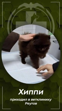 Шпиц по кличке Хиппи пришёл на вакцинацию в клинику БиоВет Реутов.