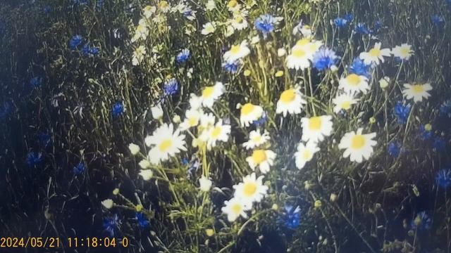 Римма Чее - точит нож , и не вытирая его от железной стружки , режет мясо . Труженица . смотреть онлайн