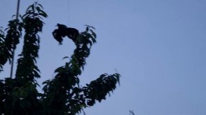 отпугиватель грачей от черешни