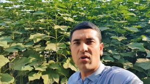 #павлония. Павловния Кучатлари  к,ачондан екиш  бошланади ???