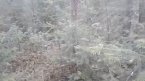 Работа РЕЛ Дарика и Ирмы по лосю