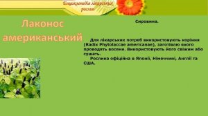 Лаконос американський