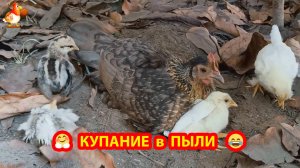 Куры с цыплятами купаются в пыли и чистят перышки от незваных гостей 🐤🐓🥰