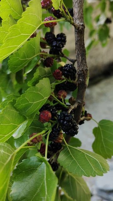 Black Mulberries. #mulberries #fruit #healthyfruits
