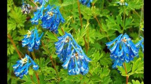 Хохлатка Блю Дрим (Голубая Мечта) Corydalis Blue Dream. Питомник Садпочтой.рф #садпочтой