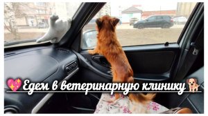 С Тайсоном в ветклинике🐕. Как отошел от наркоза. Два дня с нами🤗. Хочется красоты 💐
