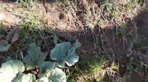 Ышкын эккен апакем (Кара Кулжа)