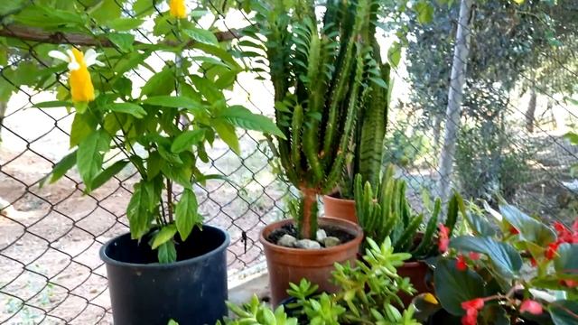 Euphorbia Trigona Afrika Süt Ağacı смотреть онлайн