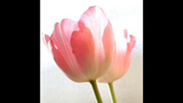 Millions Roses смотреть онлайн