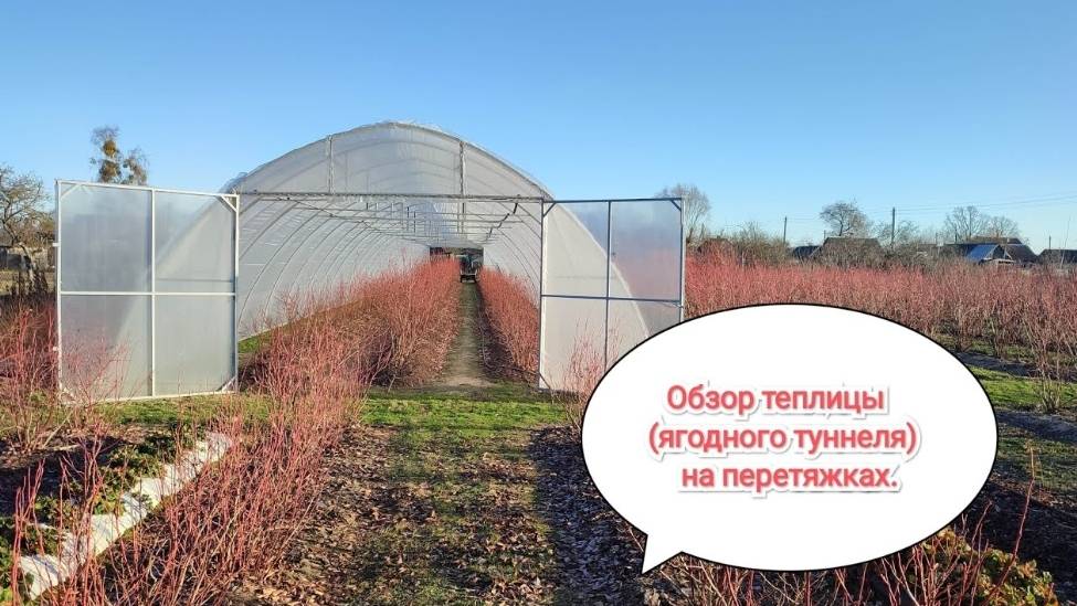 Обзор теплицы (ягодного туннеля) на перетяжках для голубики.