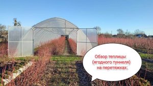 Обзор теплицы (ягодного туннеля) на перетяжках для голубики.