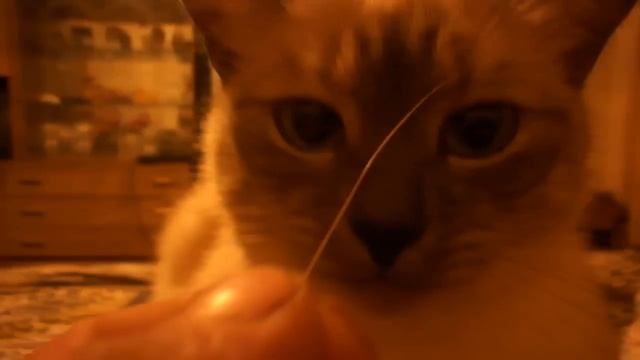 Кошачий прикол