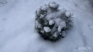 16-02-2025 у нас снег наконец-то ❄️❄️❄️