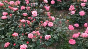 ПРОГУЛКА ПО ЦВЕТУЩЕМУ ПАРКУ В ГЕРМАНИИ Heilbronn