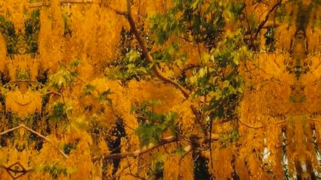 Laburnum Top смотреть онлайн