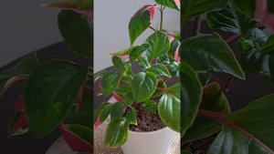 Альтернатера, мой новый комнатный цветок.