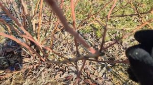 Как правильно обрезать голубику что бы ягода была крупная и сладкая. Часть 2 (2023).