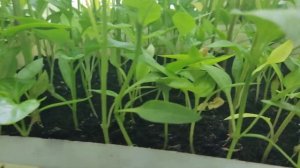 Рассада перца хорошая