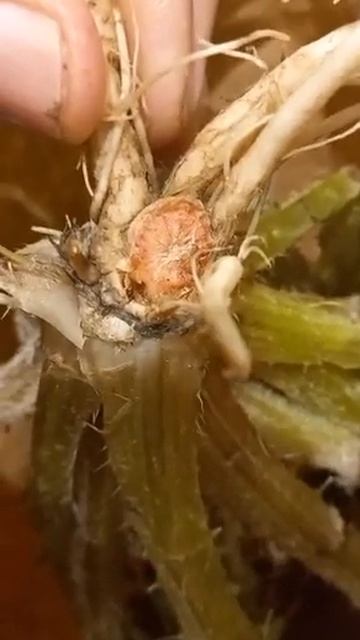 Lycopene in Scotch Thistle.