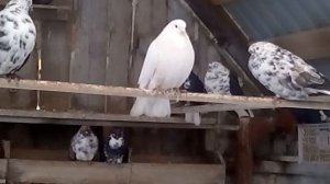 Николаевские голуби!! Возращение !!!!