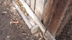 🐖Эксперимент - варить поросятам картошку или нет?🐖 #свиноводство #откорм #хряк #свинарник #боров🐖