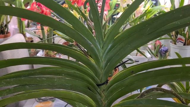 Repotting Vandacostylis Ploenpit Blue and Epidendrum parkinsonianum смотреть онлайн