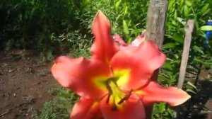 лилия ред хат 2020р