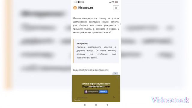 Всё о породе шотладская кошка.| "Как ухаживать за шотландцем?!"| @pets-xn6qc!