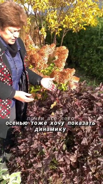 Пузыреплодник Andre #питомникрастений #пузыреплодник #andre #ландшафтныйдизайн #питомниклесково