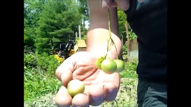 Tomatoes on Potato Plants? Tomato on the Potatoes? Potato Berries? смотреть онлайн
