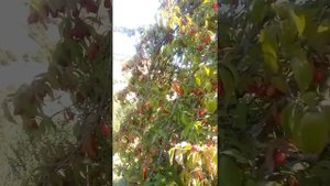 Кизил в горах.