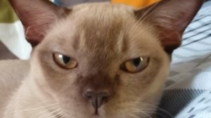 Моя милая кошка.
