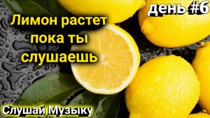 Слушай фоновую музыку с Лимоном