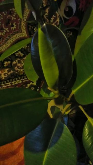 Фикус с утра порадовал - пустил новый росточек. Джунгли домашние в тепле расцветают. Сейчас +25 смотреть онлайн