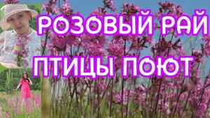 Птичий переполох в Розовом Раю. Прилетела Сорока ворона...
