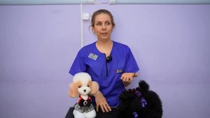 Как приучить собаку стричь когти?