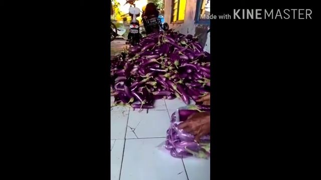 panen terong || Hasil panen berkebun depan halaman rumah part-2 смотреть онлайн