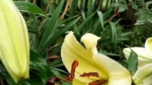 дождик, дождик кап, кап, кап