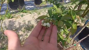 Голубика в контейнерах. Антракноз!_