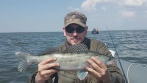 Окунь, судак. Куршский залив