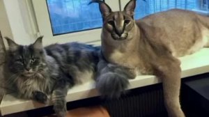 Шлепа|Хорошие пельмени  это очень-очень вкусно