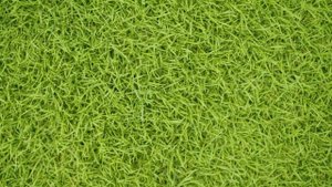 Zeon Zoysia