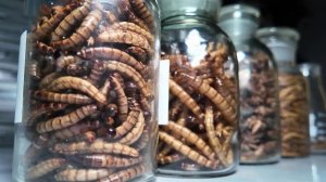 Еврокомиссия разрешила добавлять порошок из мучного червя в продукты