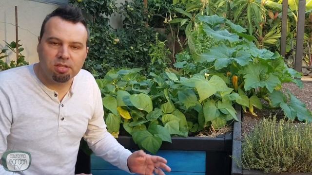 Planting Radishes from Seed смотреть онлайн