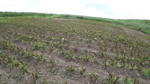 Заморозки уничтожили весь картофель