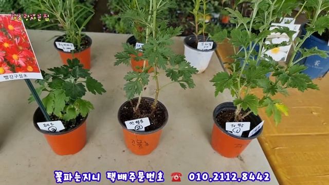 #꽃파는지니 하늘구름가을#클레마티스10종#무늬오이풀#골든피라밋#폼폼국화4색#무늬뻐꾹나리#안젤로니아#블루버베인#보라싸리#사랑초3종#가을테리아#대문자초#사라세니아#겹크리스마스로즈6종