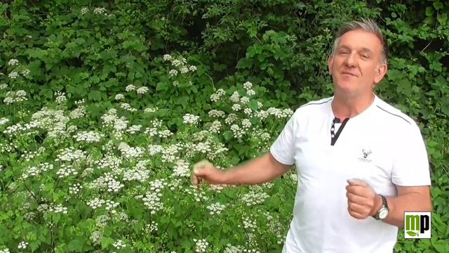 Pillola etnobotanica - Cerfoglio peloso смотреть онлайн