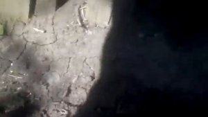 Горох подготовка и посадка.