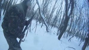 Охота с лайками на кабана Батый и Атос.Лайки Пономарева.О
