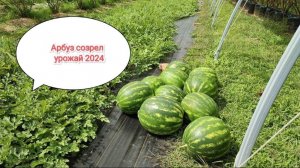 Арбуз созрел, урожай 2024. Как вырастить такой арбуз в Беларуси_